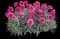 Dianthus Plant — design image 1