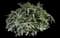 Bridal Wreath Spirea — design image 5