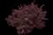Barberry Bush — design image 11