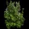 Common Lilac — design image 23