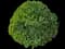 Boxwood Shrub — design image 10