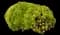 Pinwheel aeonium — design image 5
