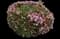 Pinkie Indian Hawthorn Shrub — design image 3