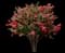 Colorama™ Scarlet Crape Myrtle Tree — design image 1