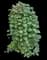 Vanilla Twist™ Weeping Redbud Tree — design image 1