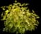 Neon Burst™ Chartreuse Dogwood — design image 1
