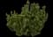 Mugo Pine — design image 2