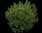 Inkberry Shrub — design image 1
