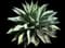 Whale's Tongue Agave — design image 7