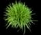 Lily Turf Grass — design image 20