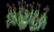 Tulip 'Queen Of Night Single Late' — design image 1