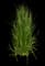 Feather Reed Grass — design image 2