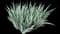 Bearded Iris — design image 6