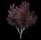 Flowering Plum Tree (Prunus cerasifera) — design image 1