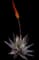 Torch Aloe — design image 6