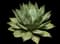 Cabbage Head Agave — design image 1