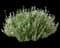 Thyme (Thymus) — design image 1