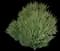 Dwarf Myrtle — design image 5