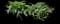 Sword Fern — design image 1
