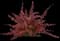Toscana™ Barberry — design image 1