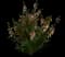 Snapdragon — design image 1
