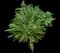 Poppy (Papaver) — design image 1