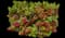 Weigela — design image 5