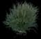 Candytuft (Iberis sempervirens) — design image 10