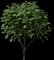 Tea Plant — design image 3