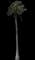Coconut Palm — design image 6