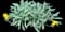 African Daisies — design image 2