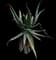 Torch Aloe — design image 11