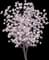 Saucer Magnolia Tree — design image 14