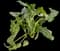 Calla Lily — design image 4