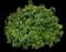 Roughleaf dogwood — design image 1