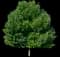 Patmore Green Ash Tree — design image 1