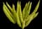 Asparagus Fern Plant — design image 7