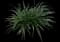 Lily Turf Grass — design image 10