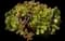 Pinwheel aeonium — design image 4