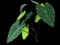 Elephant Ears Plant — design image 1