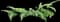 Widespread Maiden Fern — design image 1