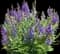 Woodland Sage — design image 12