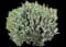 Lavender Standard Topiary Tree — design image 1
