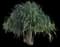 Tahitian Screw Pine — design image 11