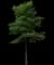 Willow Oak Tree — design image 1