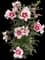 Rose of Sharon — design image 7