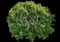 Common Lilac — design image 9