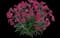 Delilah™ Magenta Dianthus - Pinks — design image 1