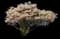 Autumn Brilliance Serviceberry Tree — design image 2