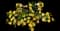 Landmark Lemon Glow Lantana — design image 1